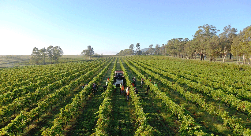 Mistletoe Winery Harvest